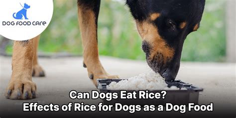Can I Feed Rice To My Dog